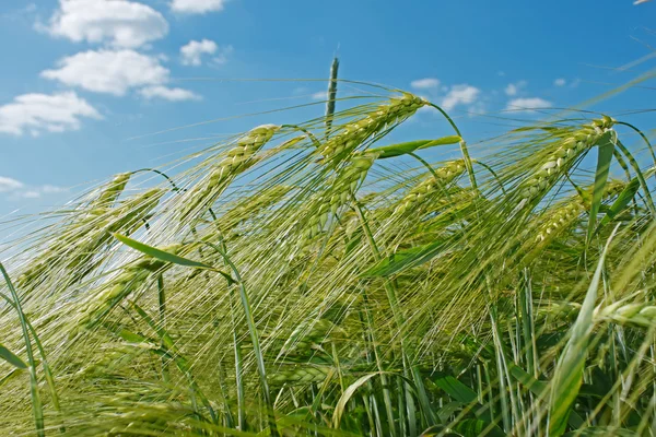 Spikes of barley — Stock Photo, Image