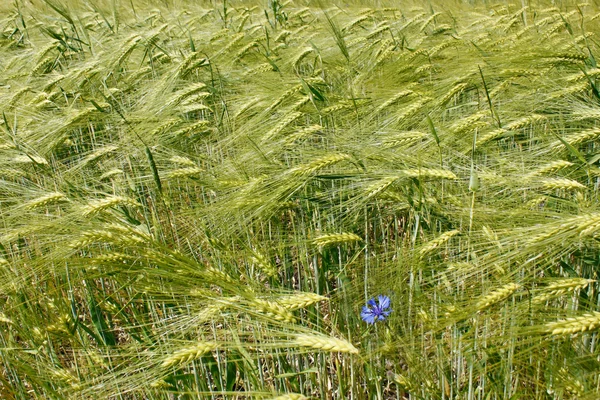 Ячменное поле в период цветения — стоковое фото