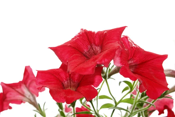 Červené světlé květy po dešti. samostatný — Stock fotografie