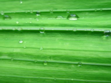 gladiolen blad met water drops