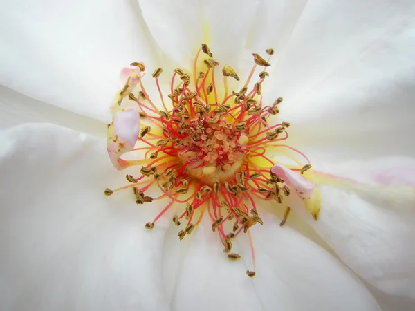 Hvit rose. Makrofoto – stockfoto
