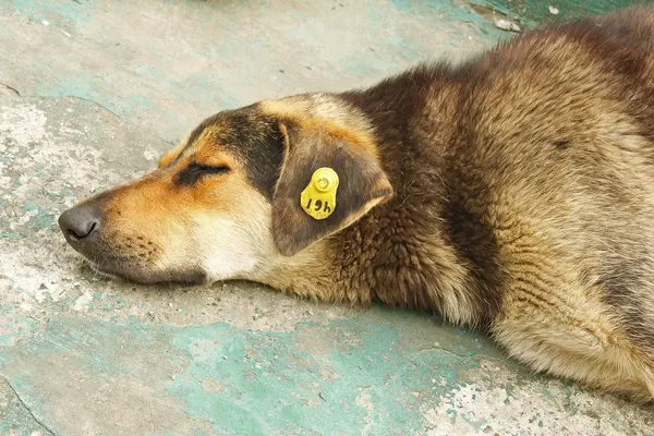 Cabeça de cão castrado divagando — Fotografia de Stock