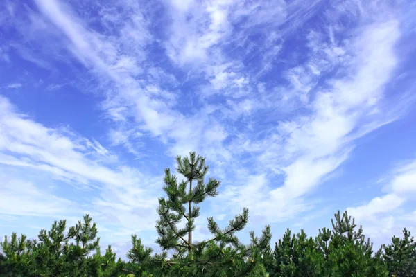 Cloudscape under the pines — Stock Photo, Image