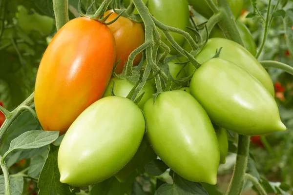 Bunch with tomatoes — Stock Photo, Image