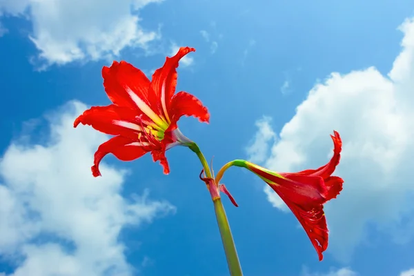 Rote leuchtende Blüten — Stockfoto