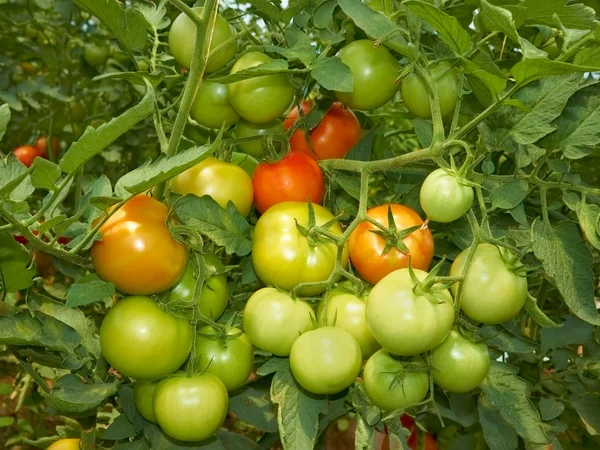 Gros bouquet de tomates — Photo