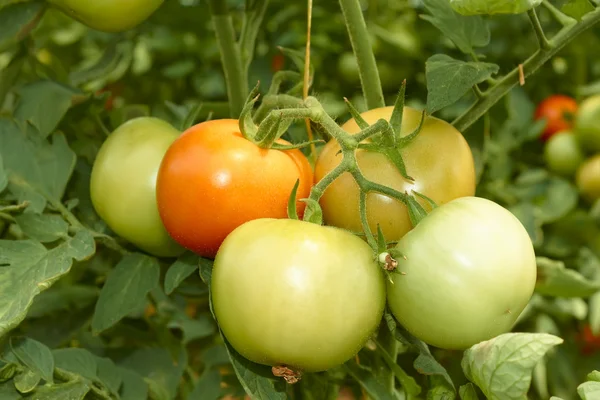 Um monte de tomates grandes. — Fotografia de Stock