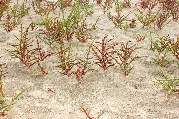 植物组的 saltwort — 图库照片