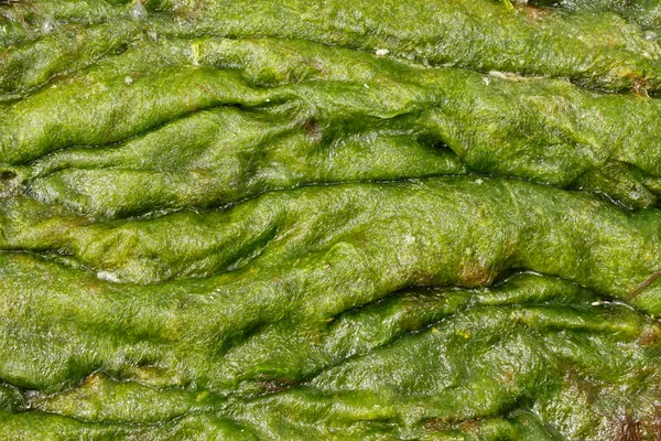 Accumulation of green algae — Stock Photo, Image