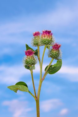 Inflorescences of burdock clipart