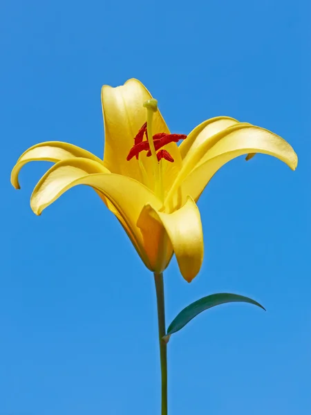 Velké žluté lily květina — Stock fotografie