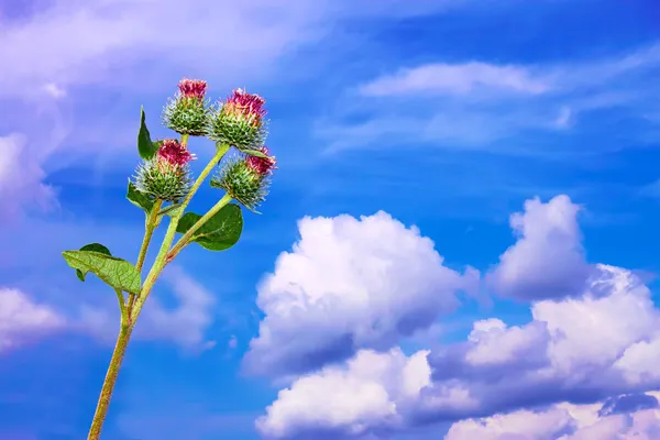 Лопух соцветия против неба — стоковое фото