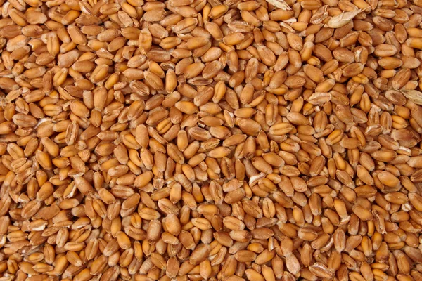 Pattern of grain feed of a wheat — Stock Photo, Image