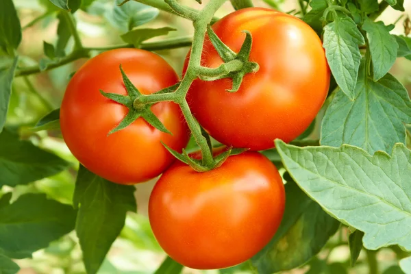 Bunch com três tomates vermelhos — Fotografia de Stock