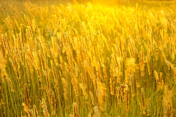 日当たりの良いヘイズの牧草 — ストック写真