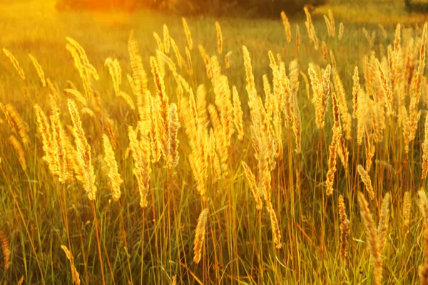 Grass in sunny haze — Stock Photo, Image