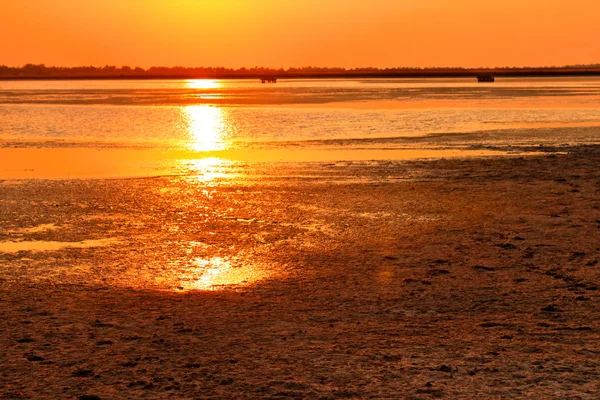 stock image Setting sun flare over the swamp