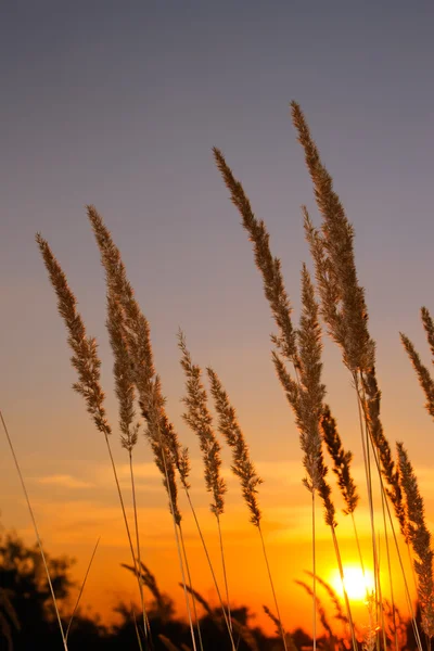 Sunset in desert — Stock Photo, Image