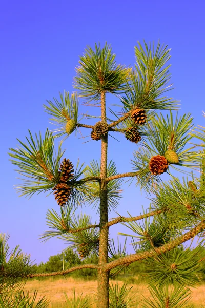 Um pequeno pinheiro com cones — Fotografia de Stock