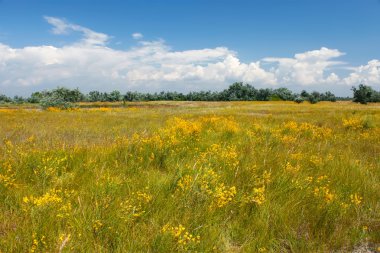 Summer meadow clipart