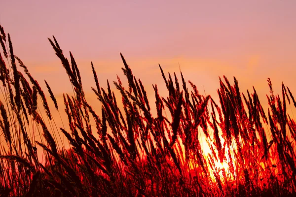 夕日を背景に穀物 — ストック写真