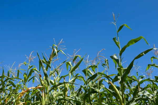 stock image Corn plants