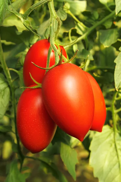 Rijpe rode tomaten — Stockfoto