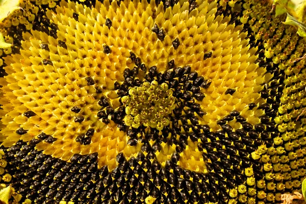 Sonnenblumenkopf aufklappen — Stockfoto