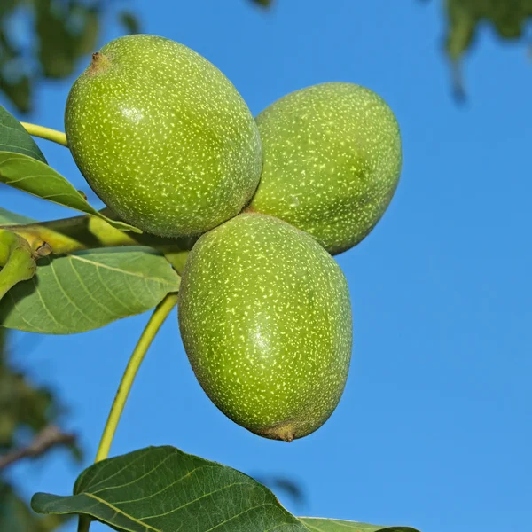 Owoce zielone orzech — Zdjęcie stockowe