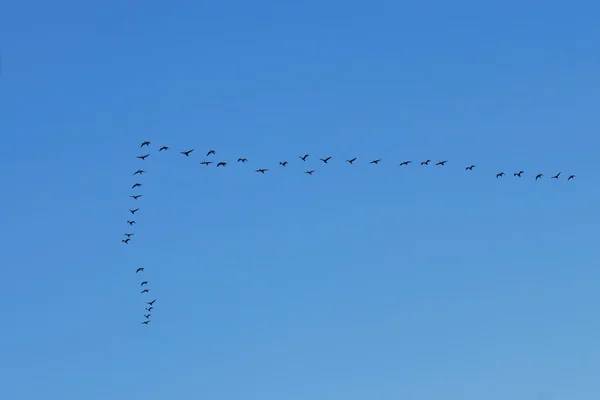 Aves acuáticas en el cielo —  Fotos de Stock