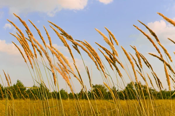 Tops de ervas daninhas de cereais — Fotografia de Stock