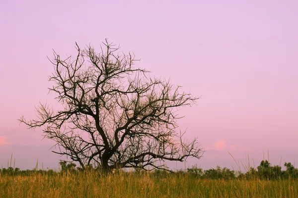 Árbol seco solitario —  Fotos de Stock