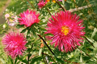 Asters in the flowerbed clipart