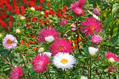 Motley colourful asters clipart