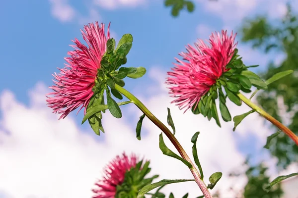 Asters against the sky — Stock Photo, Image