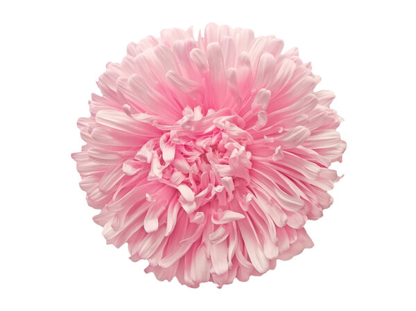 Астер изолирован
