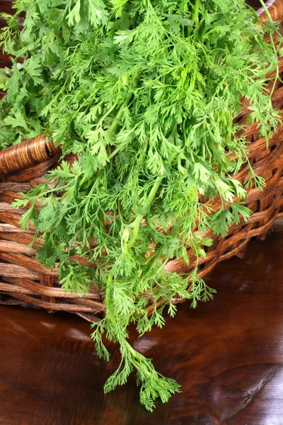 Organic fresh cilantro on basket — Stock Photo, Image
