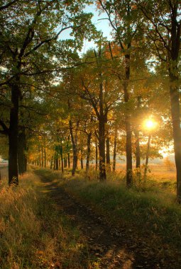 Forest path at sunset clipart