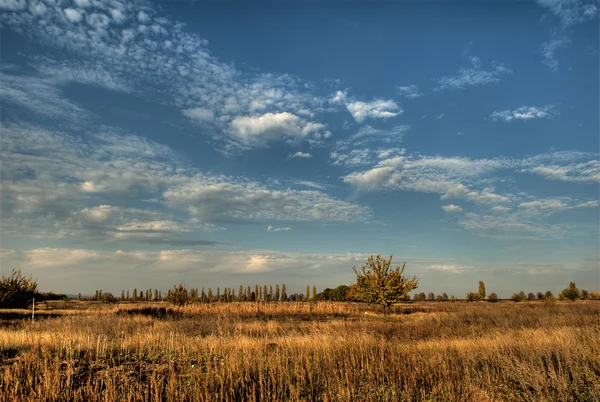 Campo di grano giallo contro cielo blu e nuvole — Foto Stock