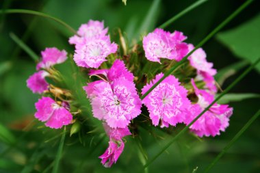 pembe dianthus