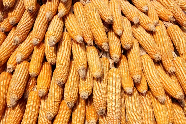 Stock image Corn background