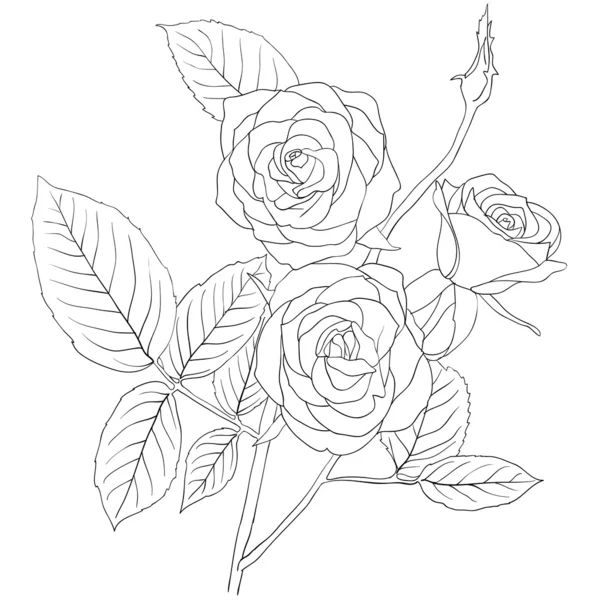 Ruční kreslení obrázku kytice růží — Stock fotografie