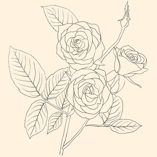 Ruční kreslení obrázku kytice růží — Stock fotografie