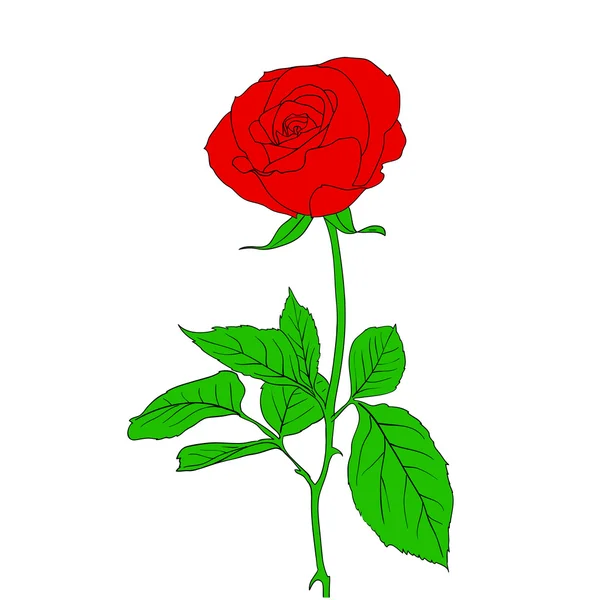 一个红玫瑰在手绘制的样式 — 图库照片