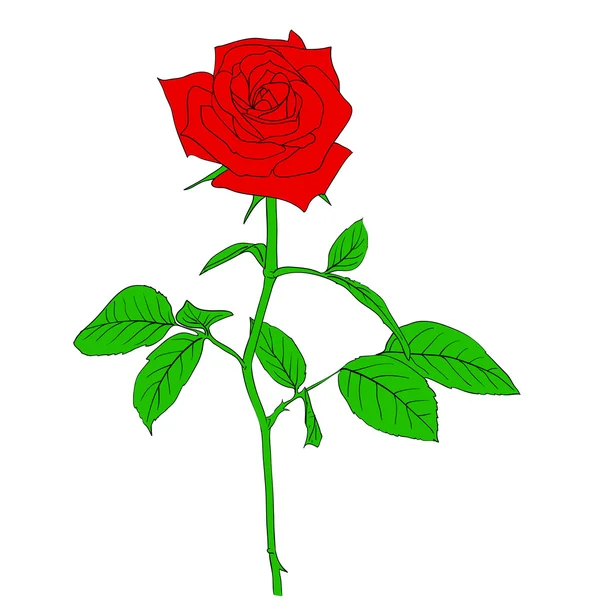 Une rose rouge dans le style dessiné à la main — Photo