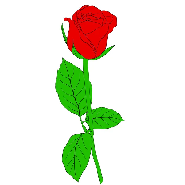 Jedna czerwona róża w ręku ciągnione styl — Zdjęcie stockowe