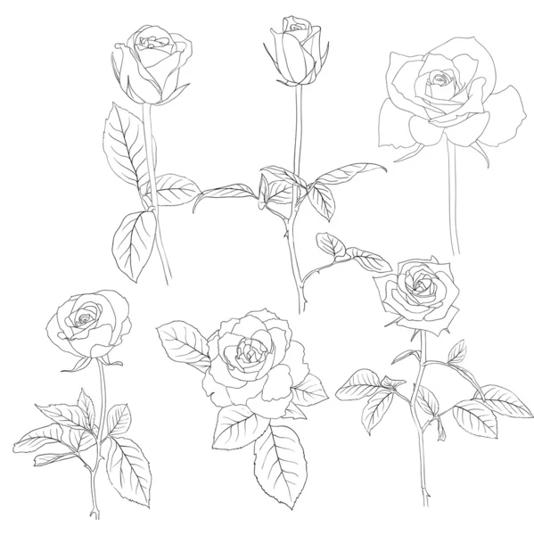 Set di rose in stile disegnato a mano . — Foto Stock