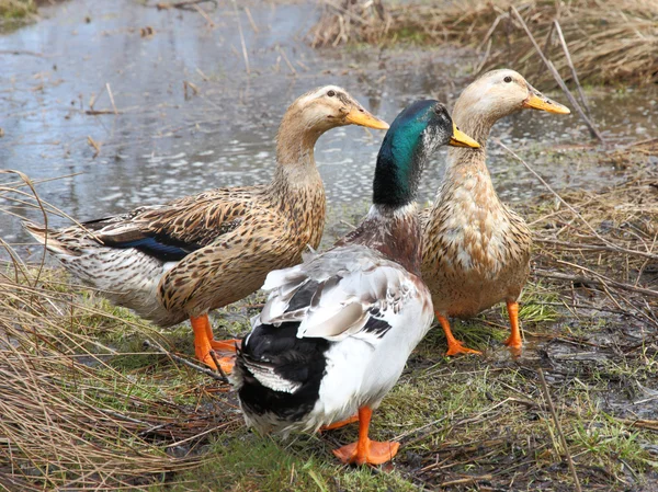 三个美丽的鸭子在湖上 — 图库照片
