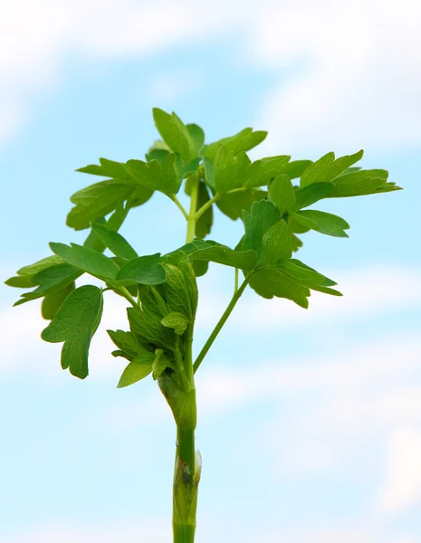 Φρέσκα φύλλα μαϊντανό βότανο για ουρανό — Φωτογραφία Αρχείου