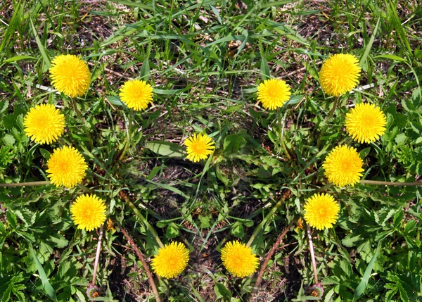 Hart gemaakt van gele paardenbloemen op groen gras — Stockfoto